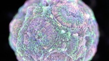 Órganos en miniatura: cómo los organoides cerebrales están transformando la ciencia y la medicina