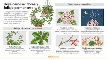 Infografía sobre la planta Hoya carnosa con ilustraciones de sus flores, hojas, método de poda y animales domésticos.