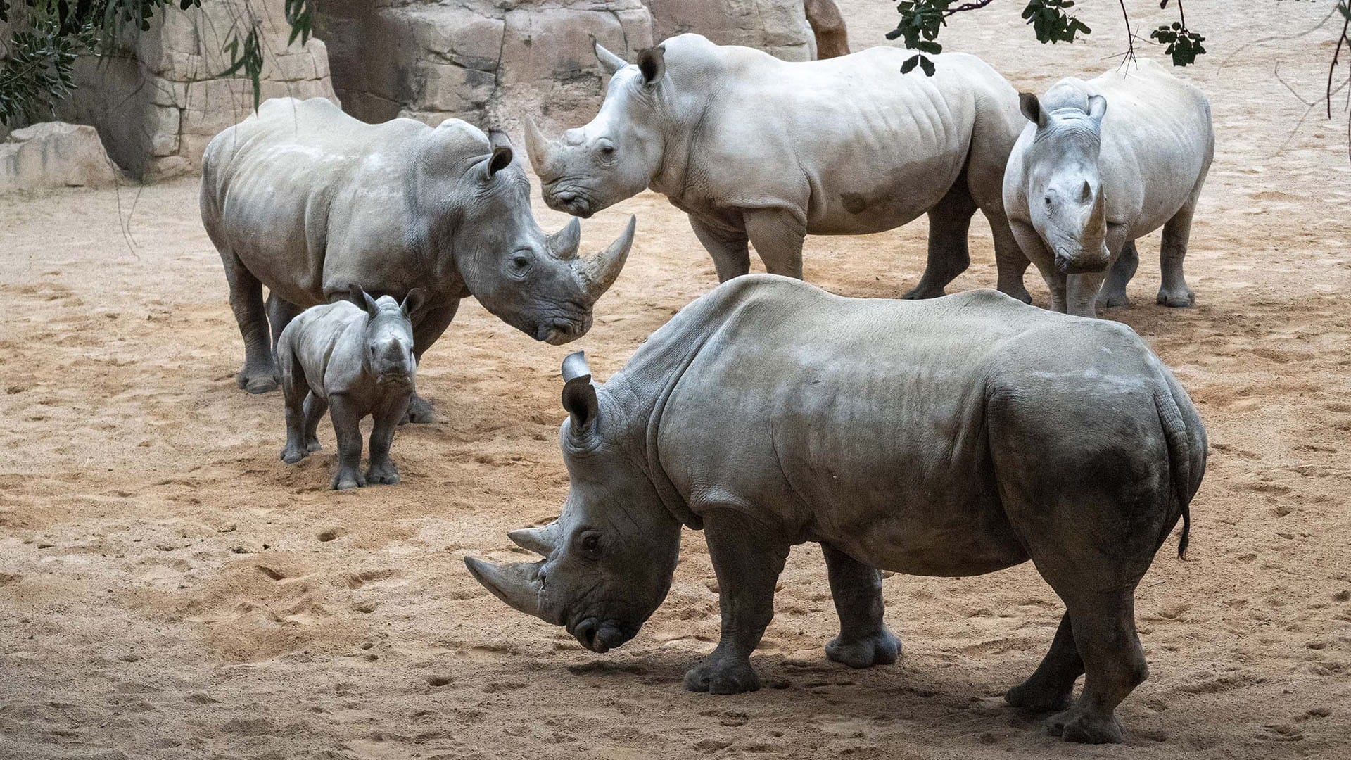 Grupo de rinocerontes del Bioparc Valencia. (Bioparc Valencia)