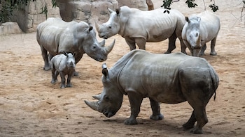 Grupo de rinocerontes del Bioparc Valencia. (Bioparc Valencia)