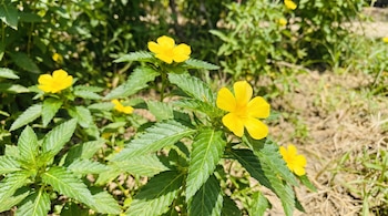 Varias flores amarillas de cinco pétalos y hojas verdes con bordes dentados en una planta bajo la luz del sol.