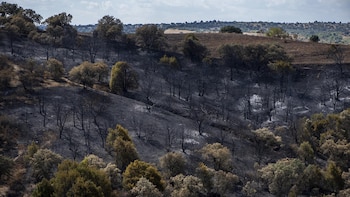 El Plan de Restauración de la Sierra Oeste será a 10 años vista, con especies autóctonas y gestión de montes privados