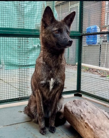 El genoma nuclear confirmó una