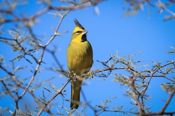 En el estudio del INTA