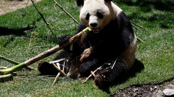 ¿Qué cura el té de