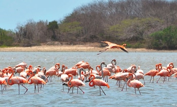 Imagen de flamencos que se