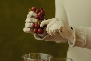 El robot humanoide puede separar las uvas de su tallo.
