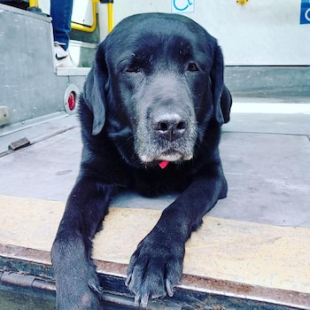 Sofía tiene 9 años y