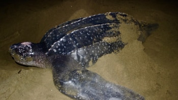 La tortuga baula, la más grande de las especies, vuelve a anidar en las costas del Pacífico panameño