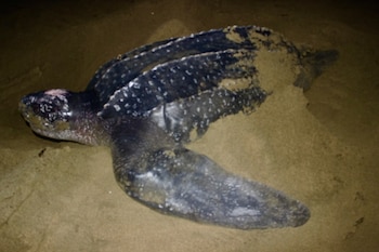 La población de la tortuga baula en el Pacífico Oriental Tropical ha caído más de un 95% desde la década de 1980. (Miambiente)
