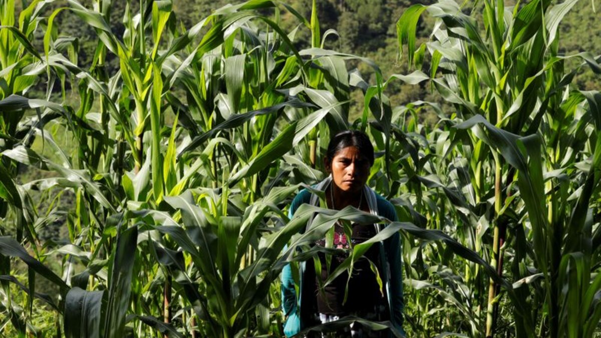 Desarrollaron en el IPN biofungicidas para cultivos como maíz, jitomate y algodón - Infobae