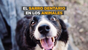 El sarro dentario en los