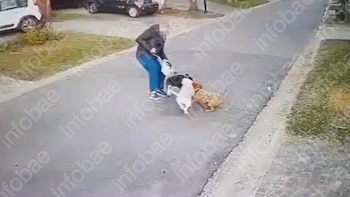 Una persona intenta controlar a dos perros pequeños en una calle asfaltada de un barrio residencial, con césped y autos estacionados al fondo
