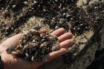 Mejillón cebra, una conocida especie invasora (Flckr)