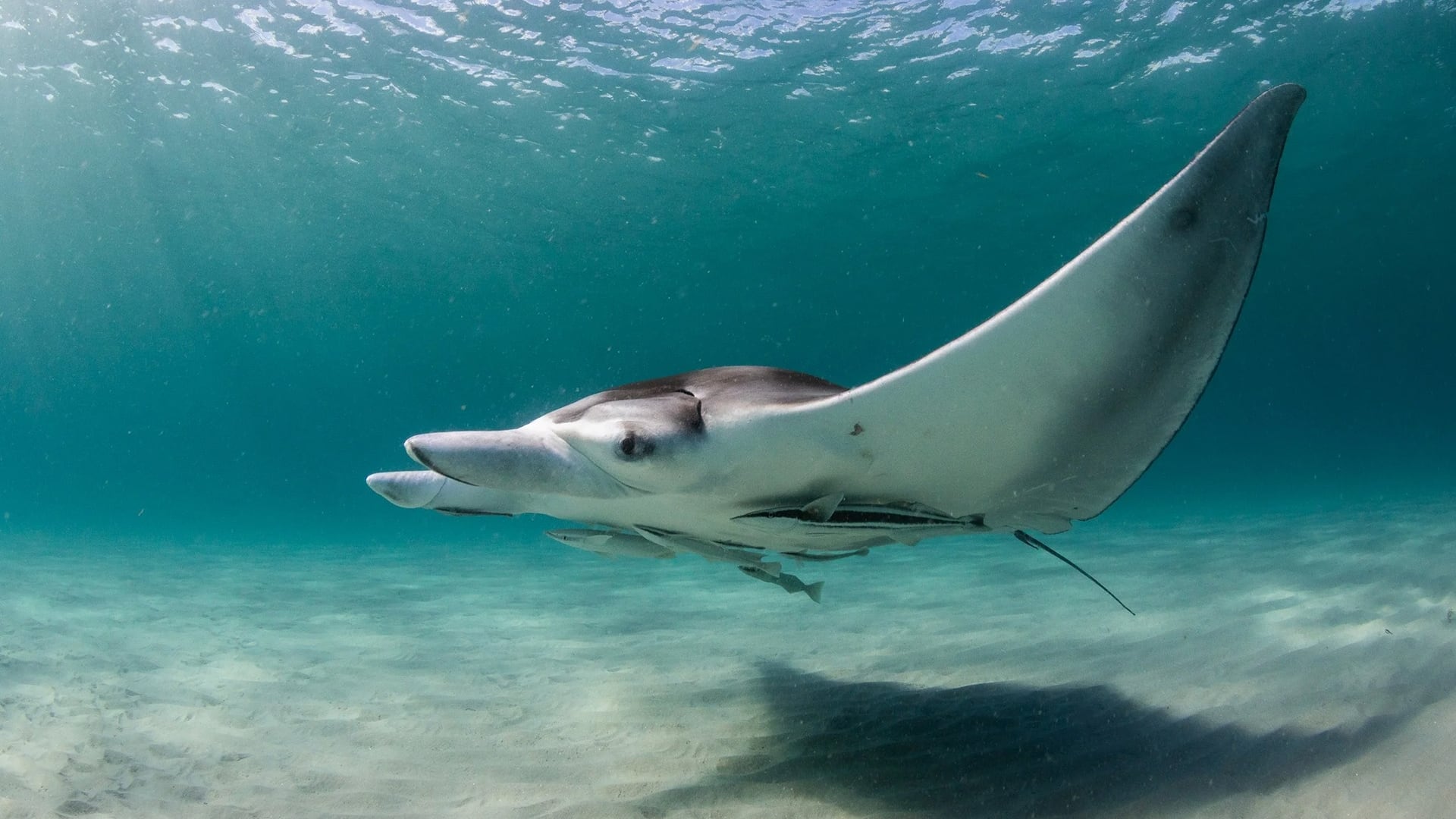 Las crías de mantarraya gigante se refugian en costas de Centroamérica hasta crecer lo suficiente para sobrevivir en mar abierto