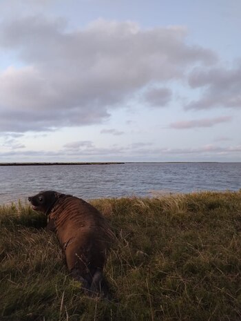 La articulación entre la Fundación