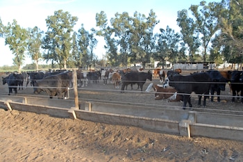 En Carmen de Patagones, un