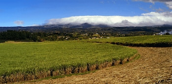 La producción azucarera en Costa