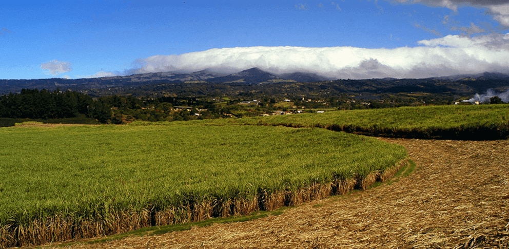 El sector azucarero impulsa empleo y sostenibilidad en Costa Rica
