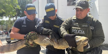 Bomberos de Bucaramanga rescataron una