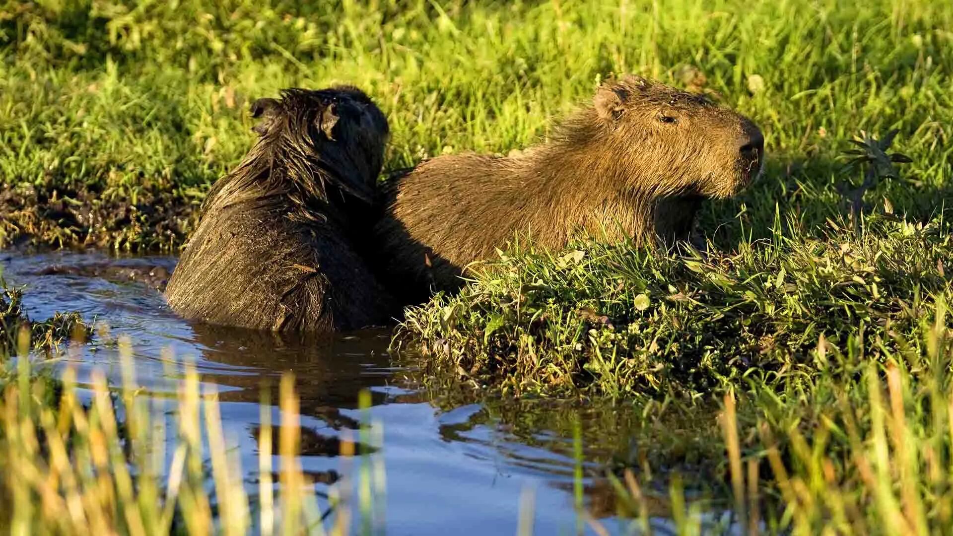 En una de las ubicaciones destacas por Time abundan los capibaras. Foto: Borispatagonia