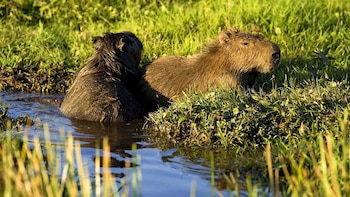 Los capibaras se han popularizado