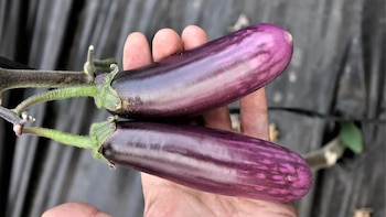 Investigadores de Granada descubren que