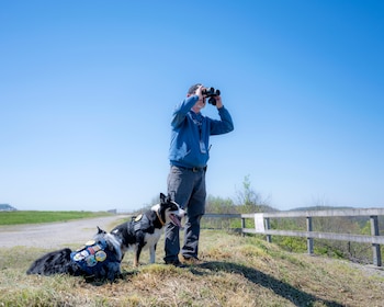 Un hombre con binoculares, acompañado por dos perros border collie con chalecos, en un paisaje de campo abierto bajo cielo azul