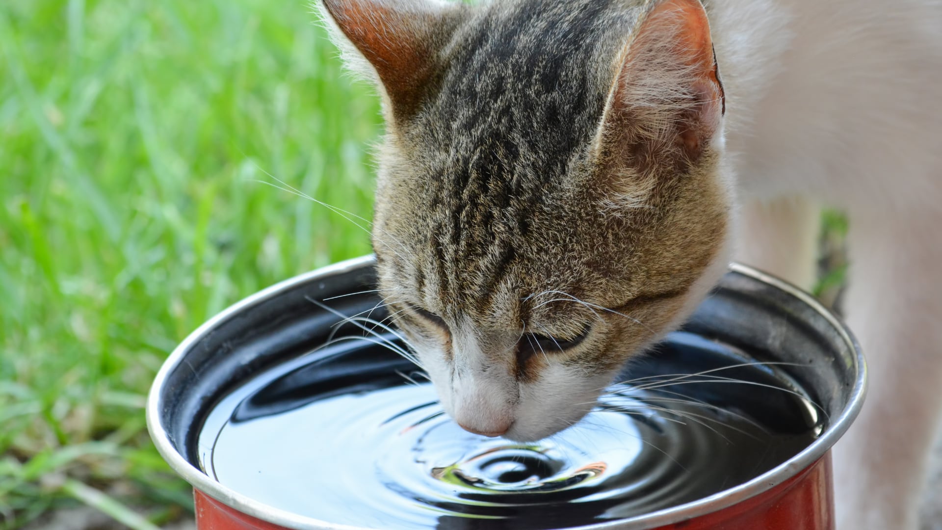 Un gato bebiendo agua. (Canva)
