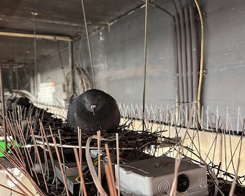 Una paloma reposa en su nido de ramas sobre púas metálicas antiaves, junto a cables y una caja eléctrica