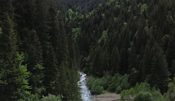 Vista aérea de un río rocoso fluyendo entre un denso bosque de árboles coníferos de color verde oscuro y algunos más claros