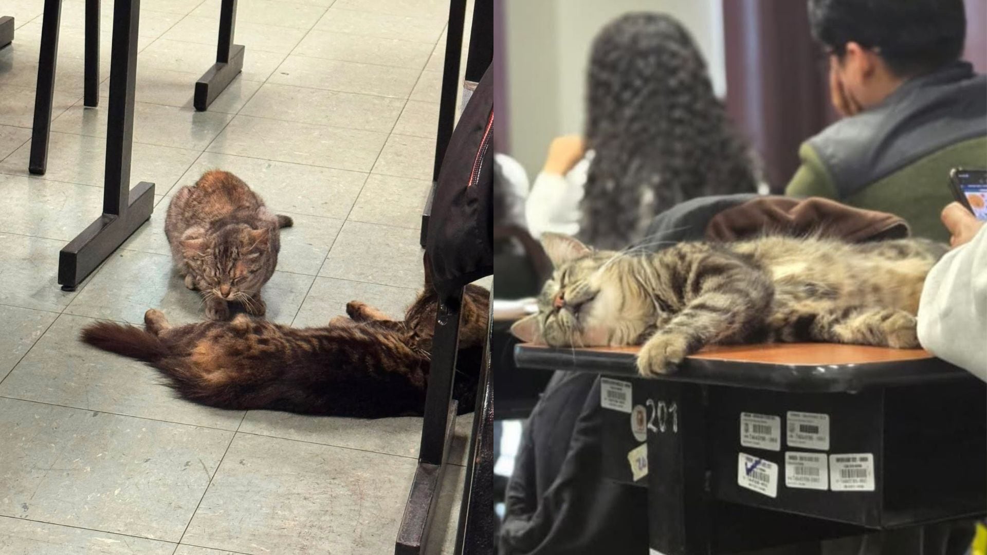 Envenenan a gatos en la Universidad San Marcos: alumnos piden justicia y encontrar a responsables de la “matanza”