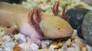 En el proceso de regeneración