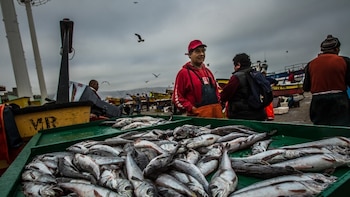 Prohibieron hasta fines del mes