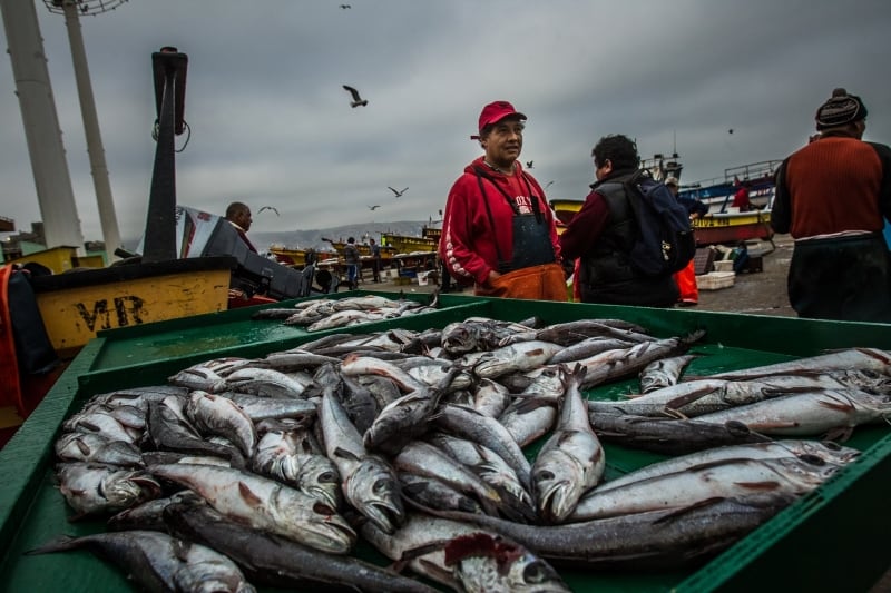 La prohibición de la pesca de merluza regirá desde el 1 de abril al 30 de junio de 2026