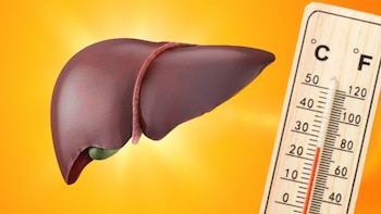 Cómo proteger el hígado durante