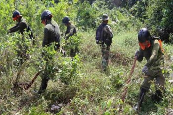 Erradican hectáreas de hoja de