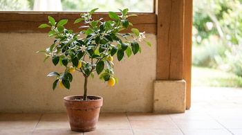 Limonero enano con hojas verdes, flores blancas y limones amarillos en una maceta de terracota, sobre un suelo de baldosas junto a una ventana.