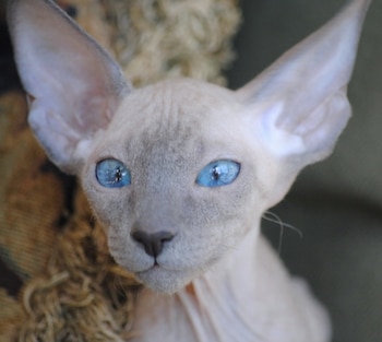 Los peterbald son gatos elegantes con cuerpo atlético que le gusta ser social y tiene una gran inteligencia