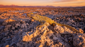 Un lagarto amarillo posado sobre una formación rocosa en un desierto con montañas en el horizonte bajo una luz anaranjada.