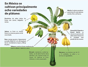 Los plátanos más consumidos en