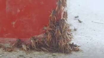 “Había un grillo en la