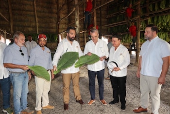 El tabaco sigue siendo el principal producto agropecuario de exportación de República Dominicana, aportando alrededor de USD 1.385 millones en divisas anualmente. (Foto cortesía Presidencia de la República Dominicana)