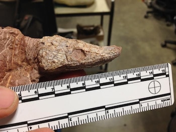 El fósil de Ninumbeehan dookoodukah,