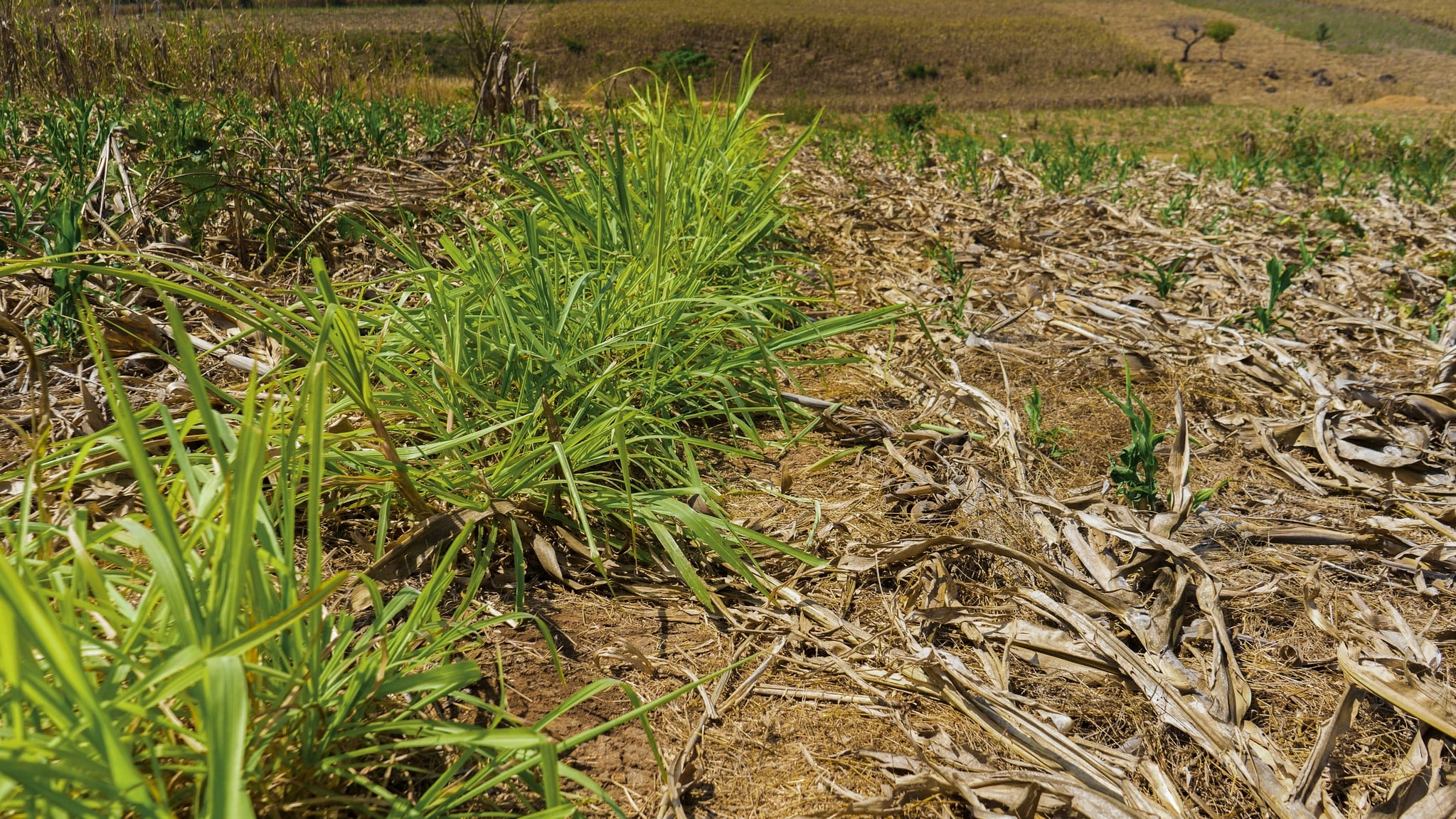 Frenar el impacto de la sequía: activan plan de respuesta para proteger el agua y los ingresos de miles de familias (Foto archivo, cortesía FAO)
