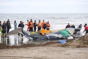 Ballena encallada en las playas