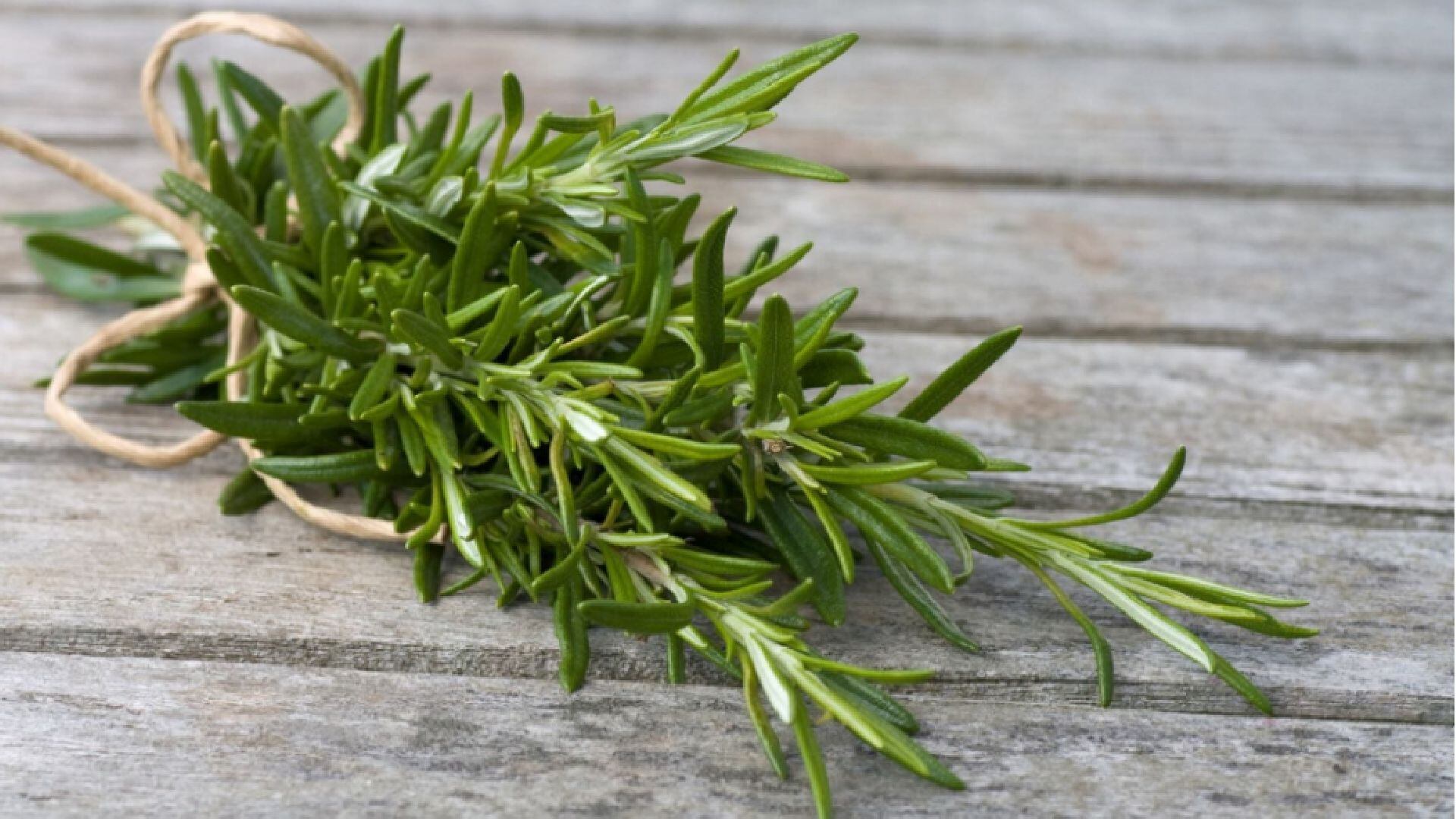 Esta planta aromática no solo condimenta, también protege. El romero estimula el hígado, reduce gases y apoya el tránsito intestinal, siendo un aliado contra molestias gástricas leves. (Andina)