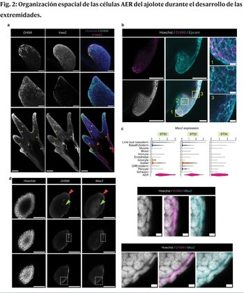 Organización especial de las células