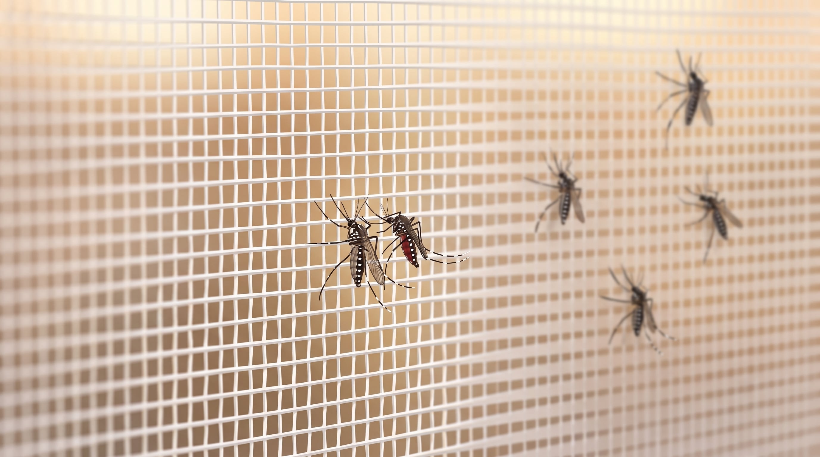 El chikungunya alcanzó los 283 diagnósticos en Nicaragua y superó en más de tres veces los registros de dengue. (Imagen Ilustrativa Infobae)