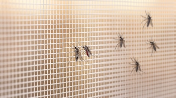 Mosquitos ilustrados con patas a rayas posados en una malla mosquitera sobre un fondo claro.